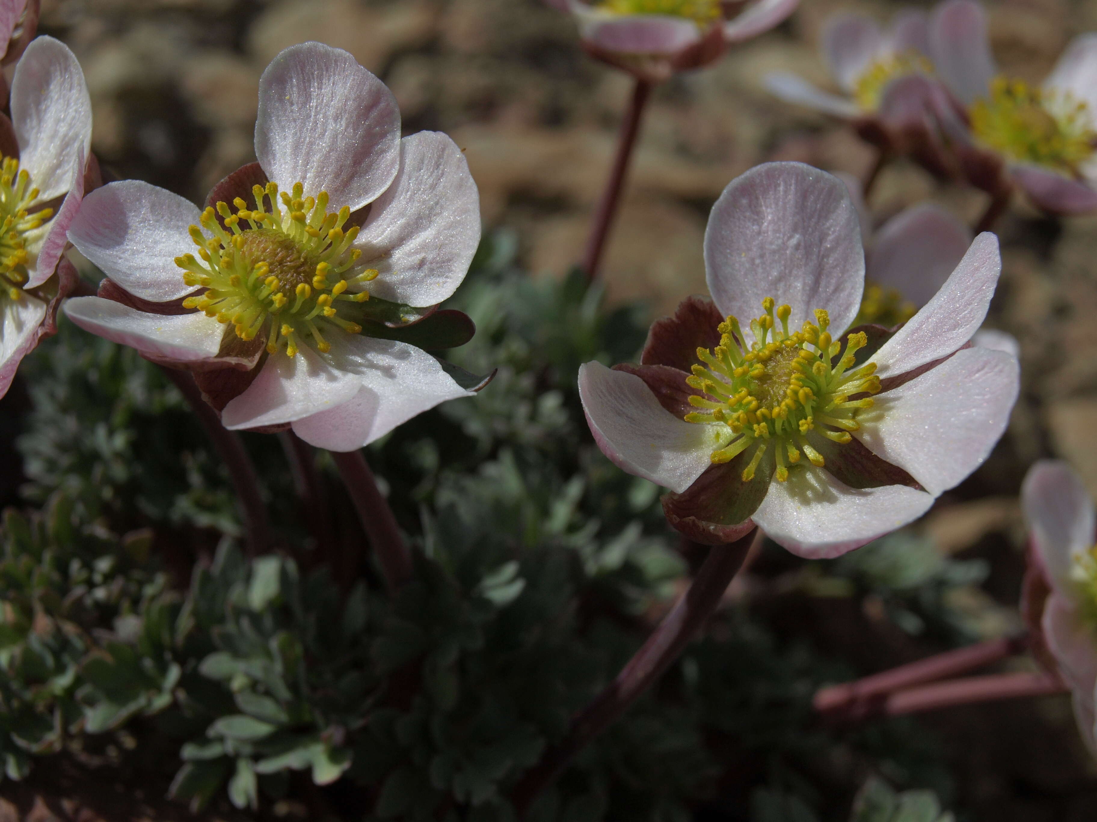 Image of Anderson's buttercup