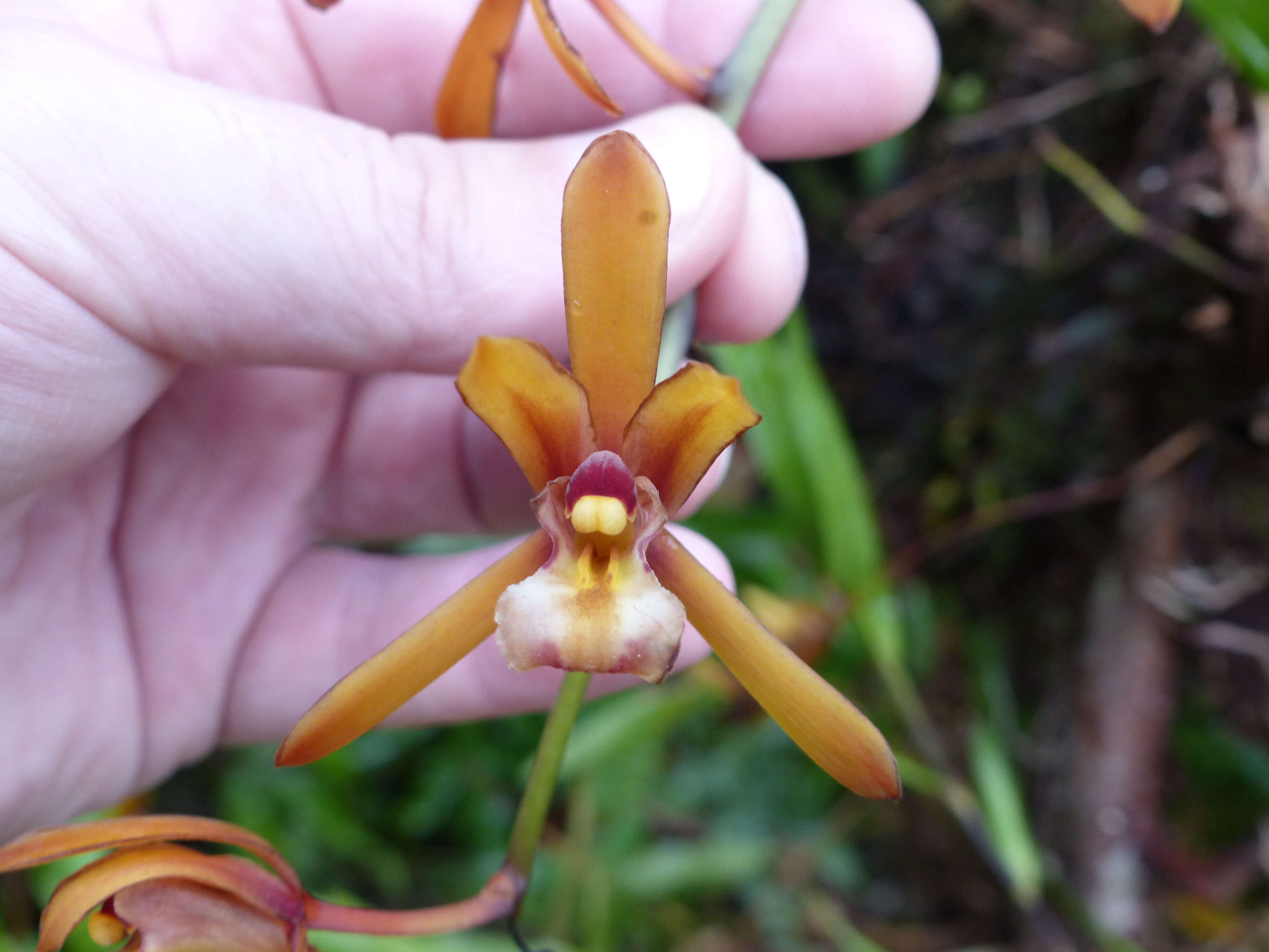 Image of Cymbidium finlaysonianum Lindl.