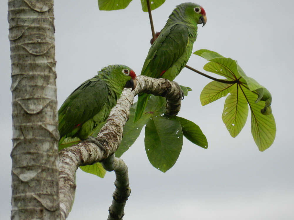 Image of Amazon parrots