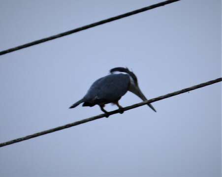 Image of Ringed Kingfisher