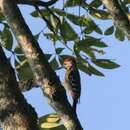 Image of Fulvous-breasted Woodpecker