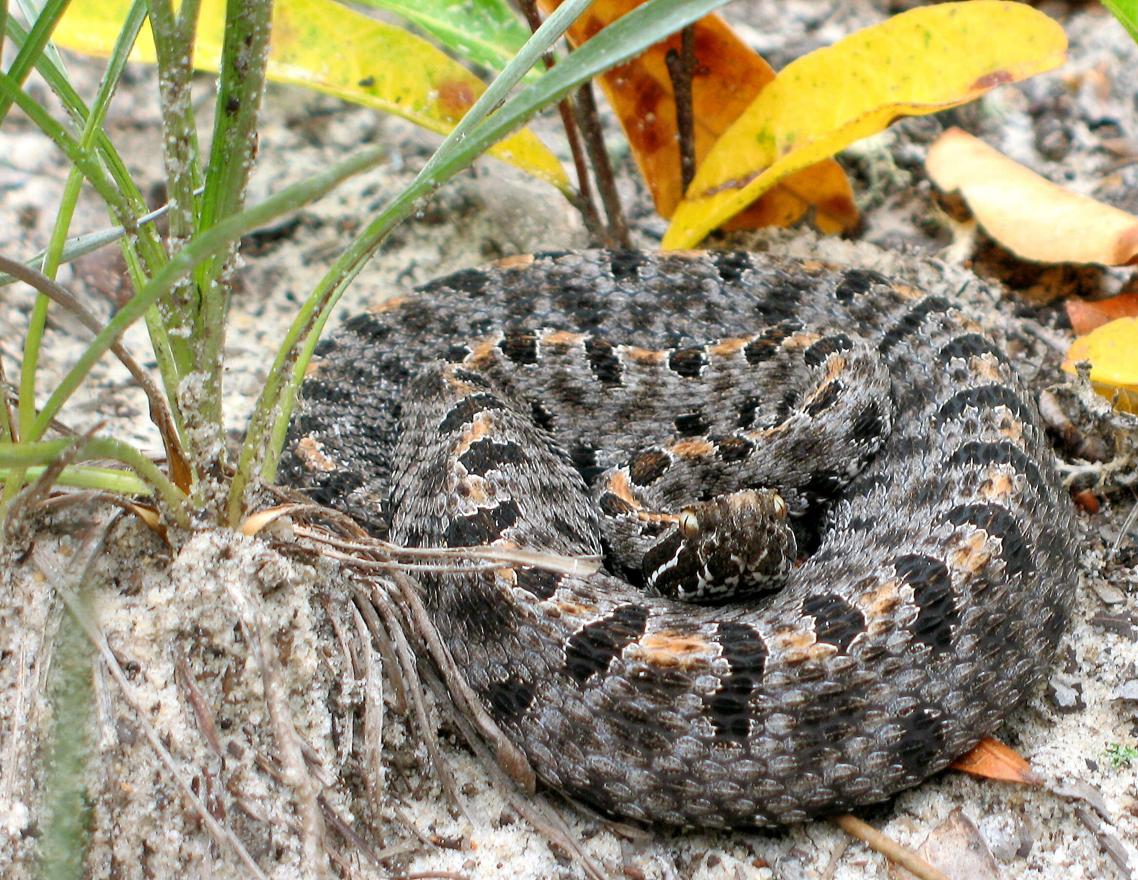 Image of pigmy rattlesnake