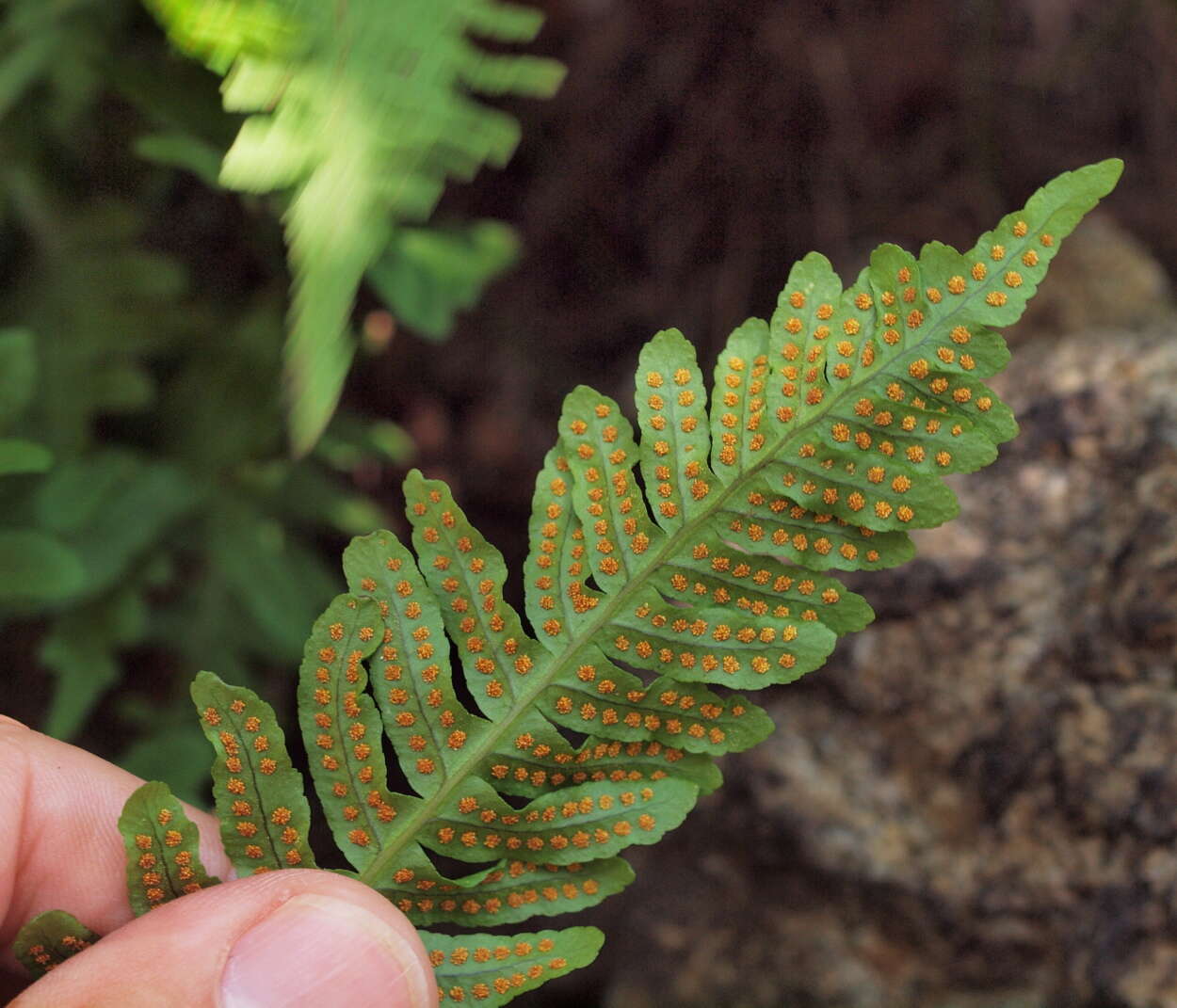 Image de Polypode