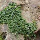 Image of Viola hederacea subsp. hederacea