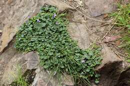 Image of Viola hederacea subsp. hederacea