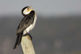 Image of Dwarf cormorants