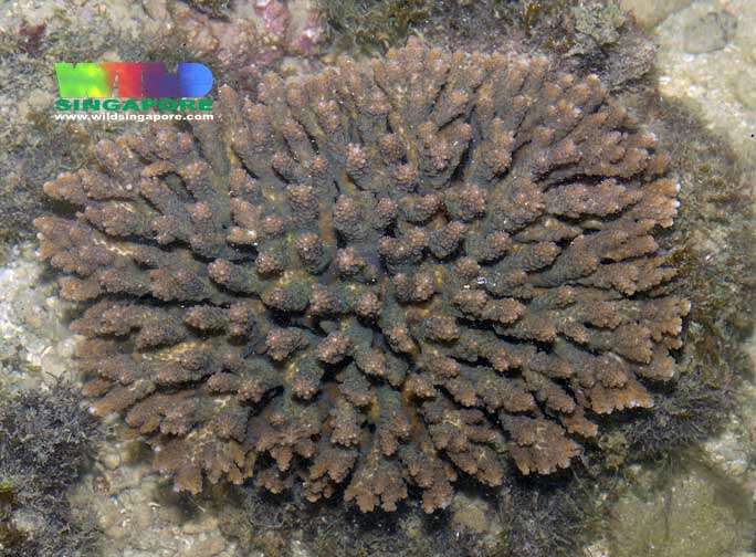 Image of Acropora