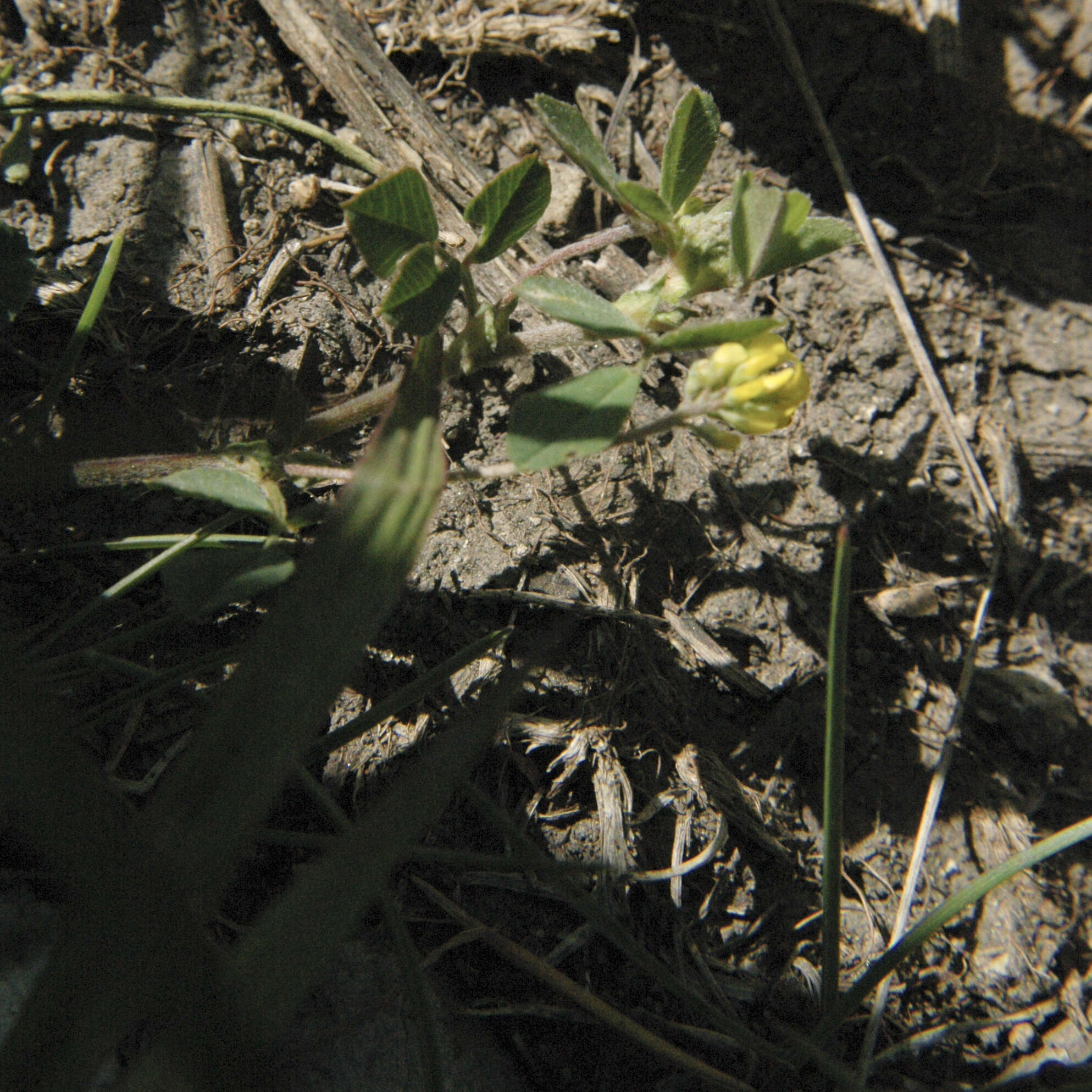 Слика од Medicago