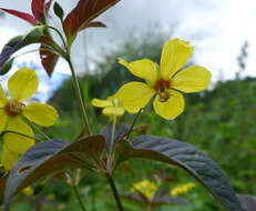 Image of fringed loosestrife