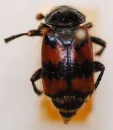 Nicrophorus (Nicrophorus) vespillo (Linnaeus 1758) resmi