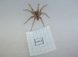 Image of wolf spiders