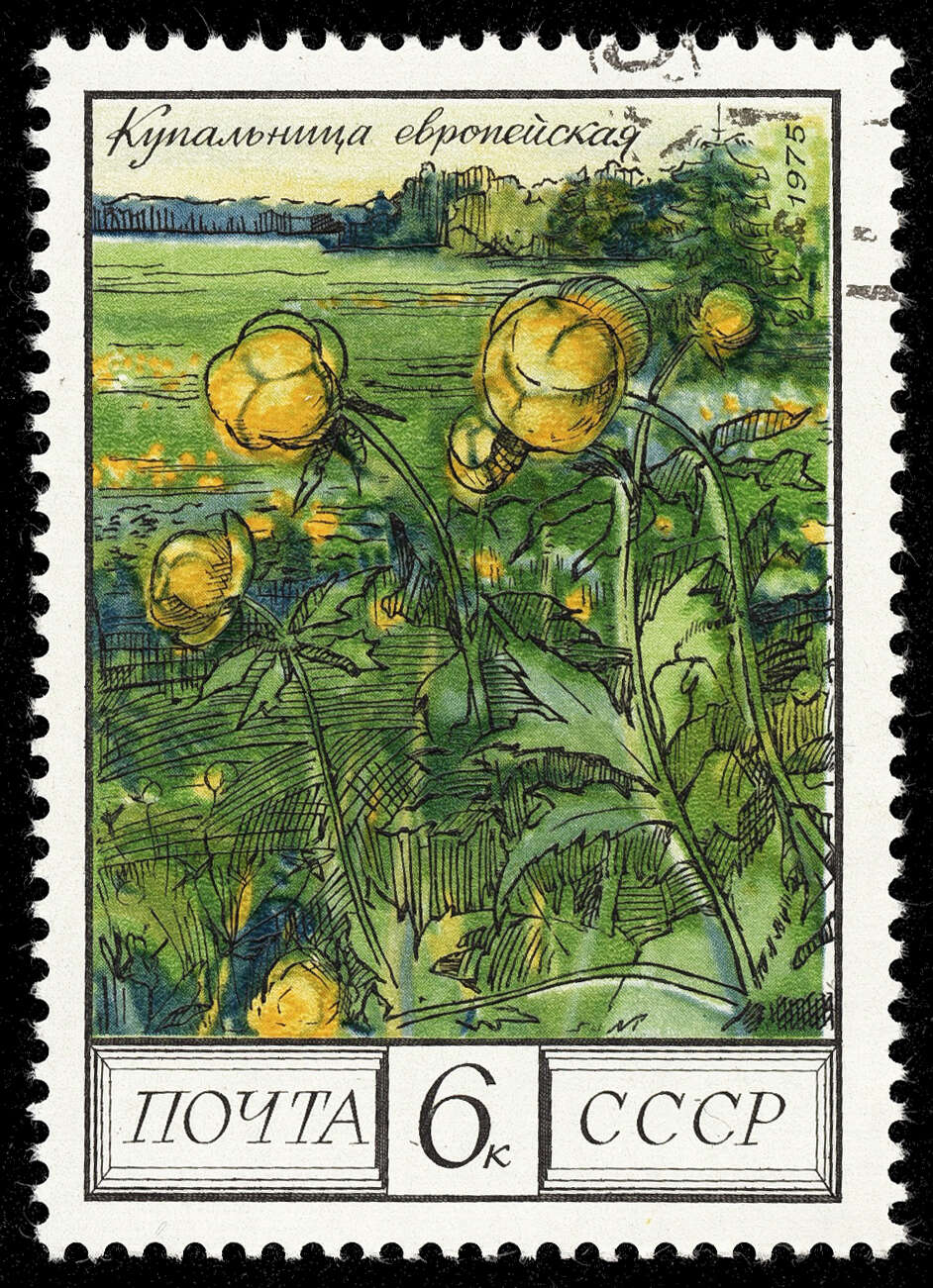 Image of globeflower