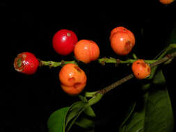 Image of Bunchosia ursana W. R. Anderson