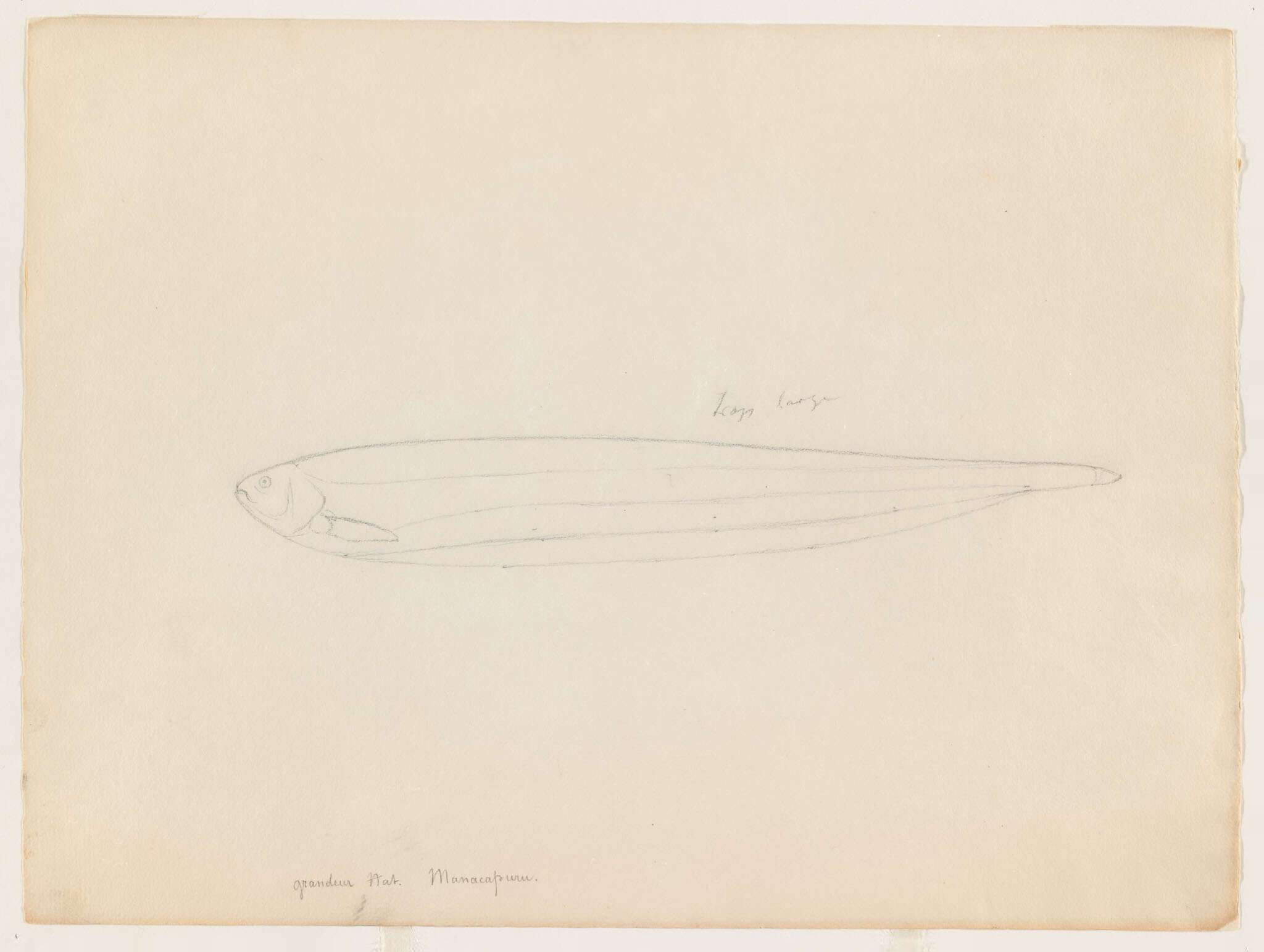 Image of ghost knifefishes