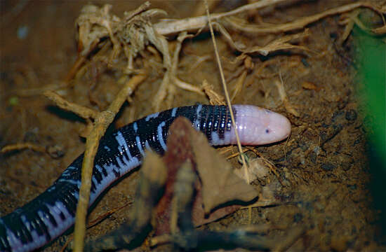 Image of Speckled Worm Lizard