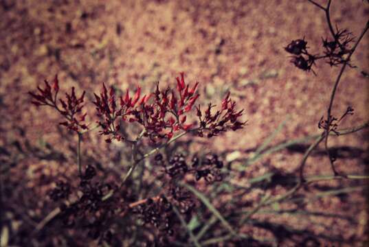 Image of Haemodorum coccineum R. Br.