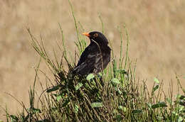 Turdus merula cabrerae Hartert 1901的圖片