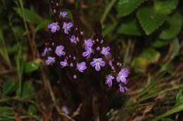 Image of Witchweed