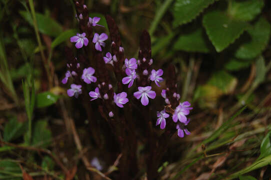 Image of cowpea witchweed