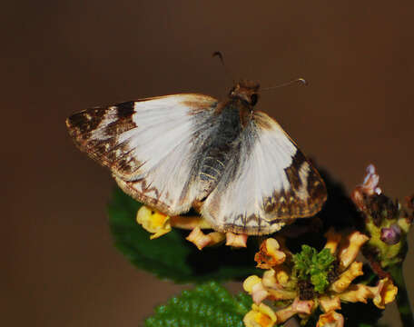 Image of Laviana White-Skipper