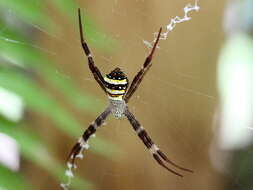 Image of St Andrews cross spider