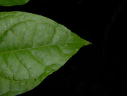 Image of crossopetalum