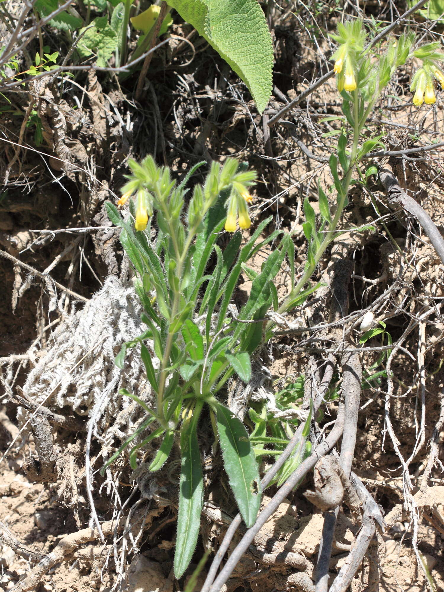 Image of Onosma gmelinii Ledeb.