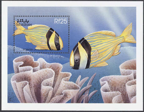 Image of Porkfish