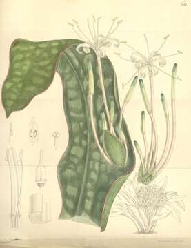 Image of Sansevieria kirkii Baker