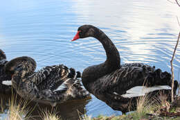 Image of Black Swan