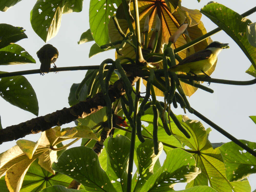 Image of Yagrumo Hembra, Trumpet-Tree