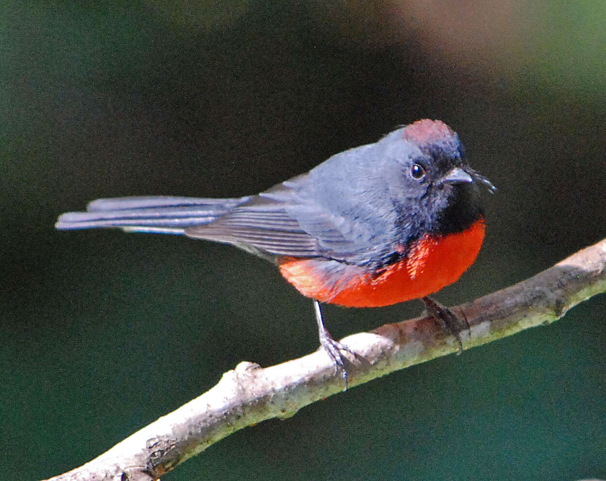 Image of Slate-throated Whitestart