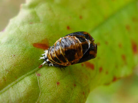 Image of Harmonia axyridis (Pallas 1773)