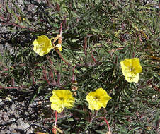 Oenothera affinis Camb. resmi