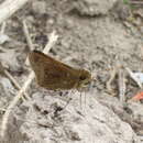 Image of Double-dotted Skipper