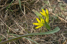 Image of Gagea pusilla (F. W. Schmidt) Sweet