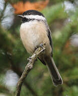 Image of Chickadee