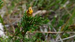 Sivun Hibbertia cistiflora (Sieber ex Spreng.) N. A. Wakefield kuva