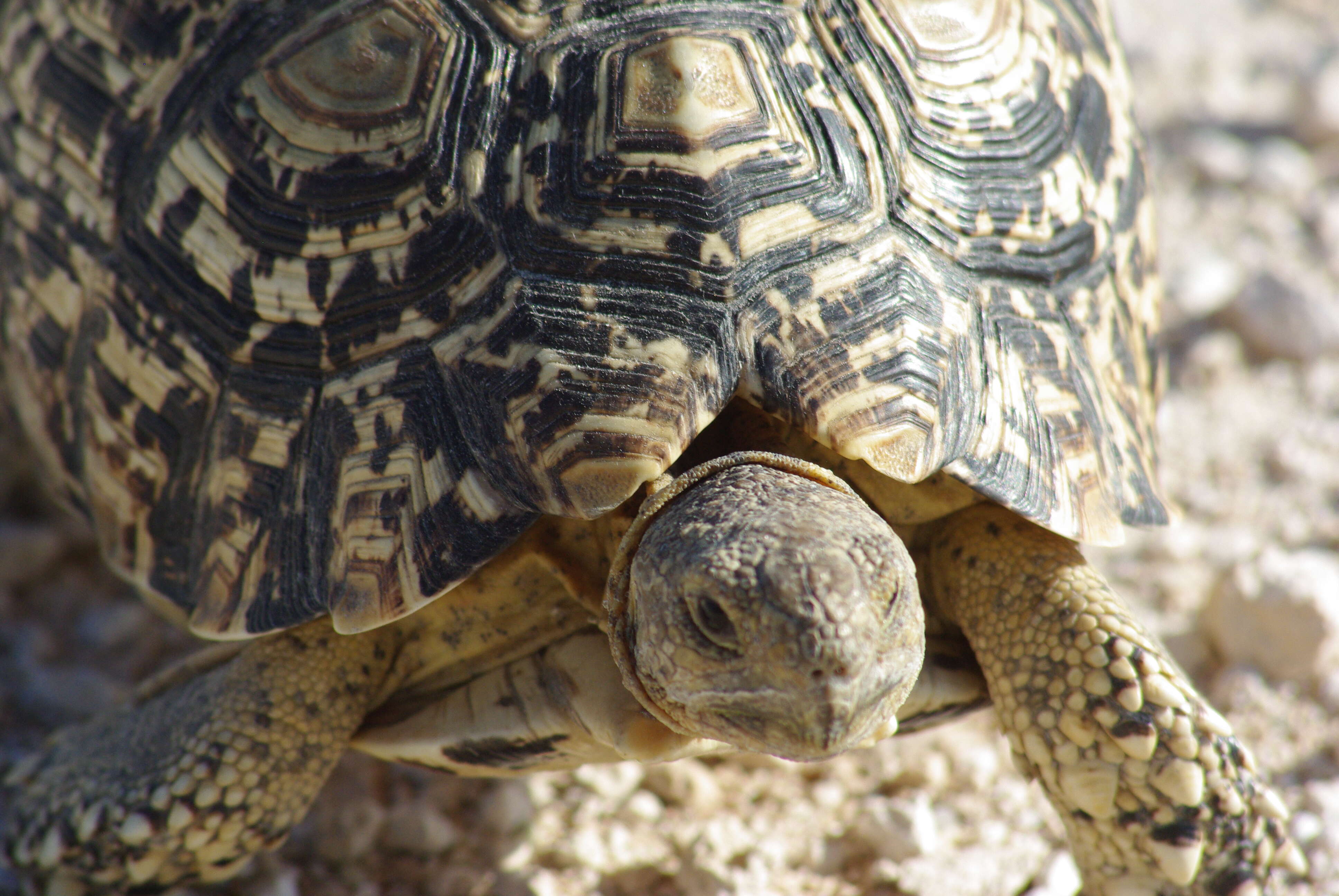 Image of Stigmochelys