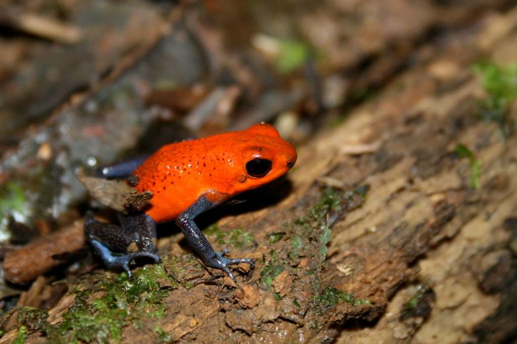 Image of Poison Frogs