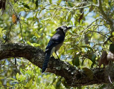 Image of Blue Jay