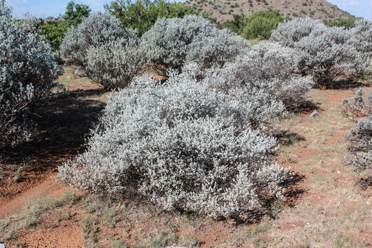 Image of Brewster County barometerbush