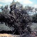 صورة Eremophila sturtii R. Br.