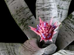 Слика од Aechmea fasciata (Lindl.) Baker