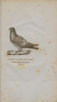 Image of Common Pigeon