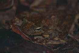 Image of Brown-spotted Treefrog