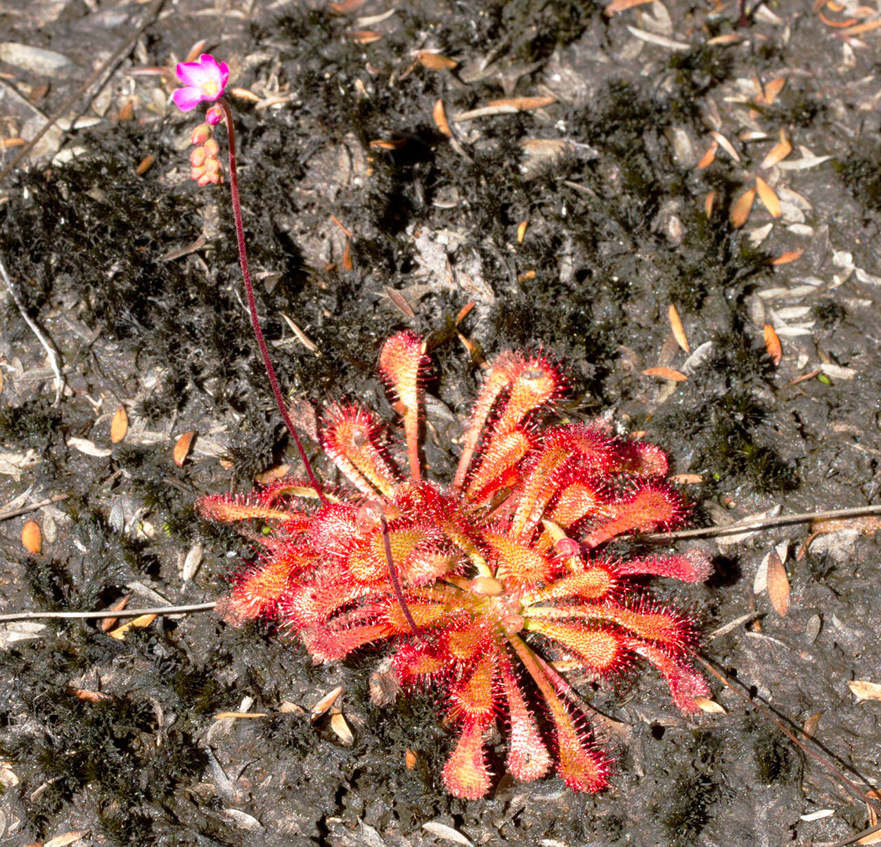 Image of spoonleaf sundew