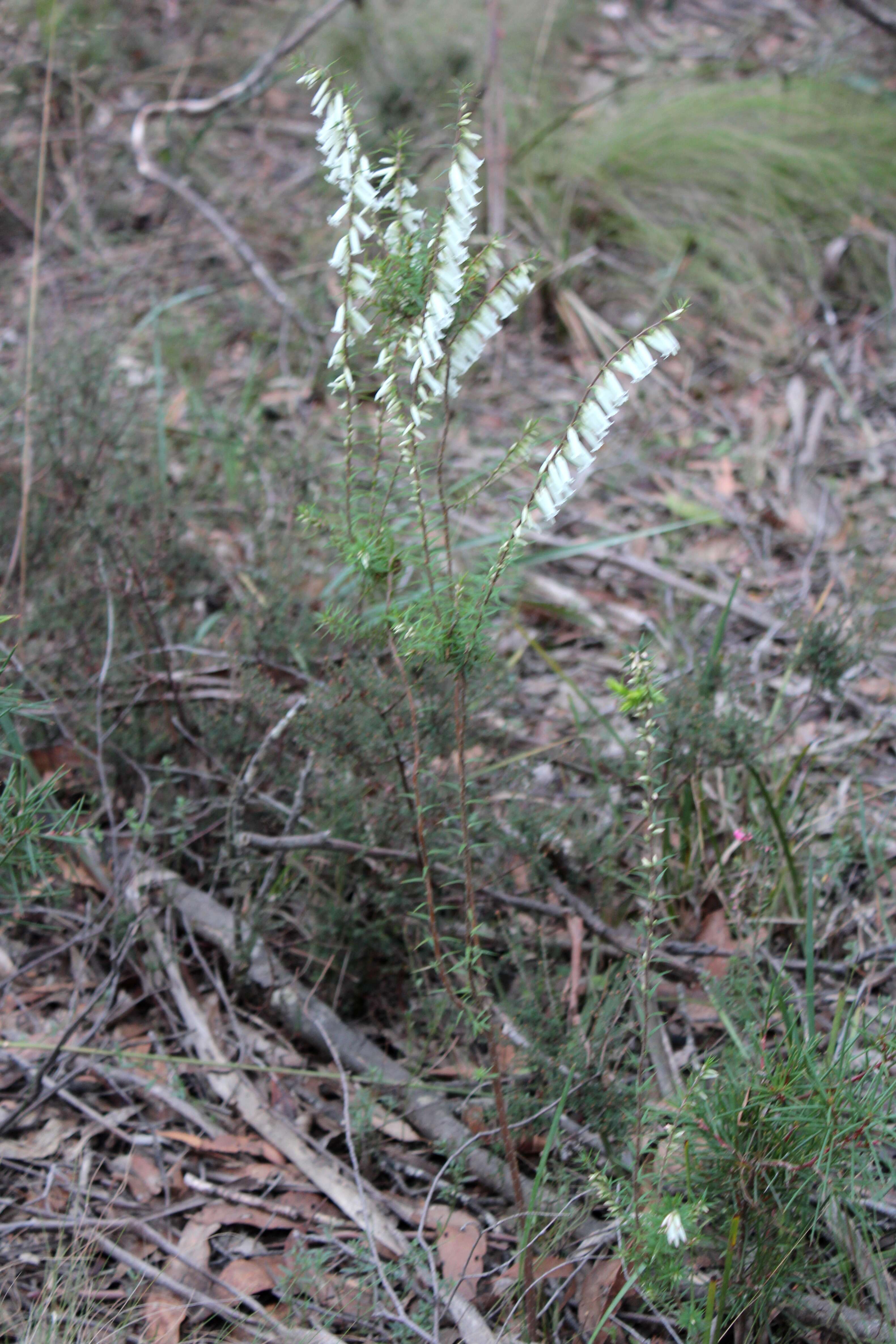 Plancia ëd Epacris impressa Labill.