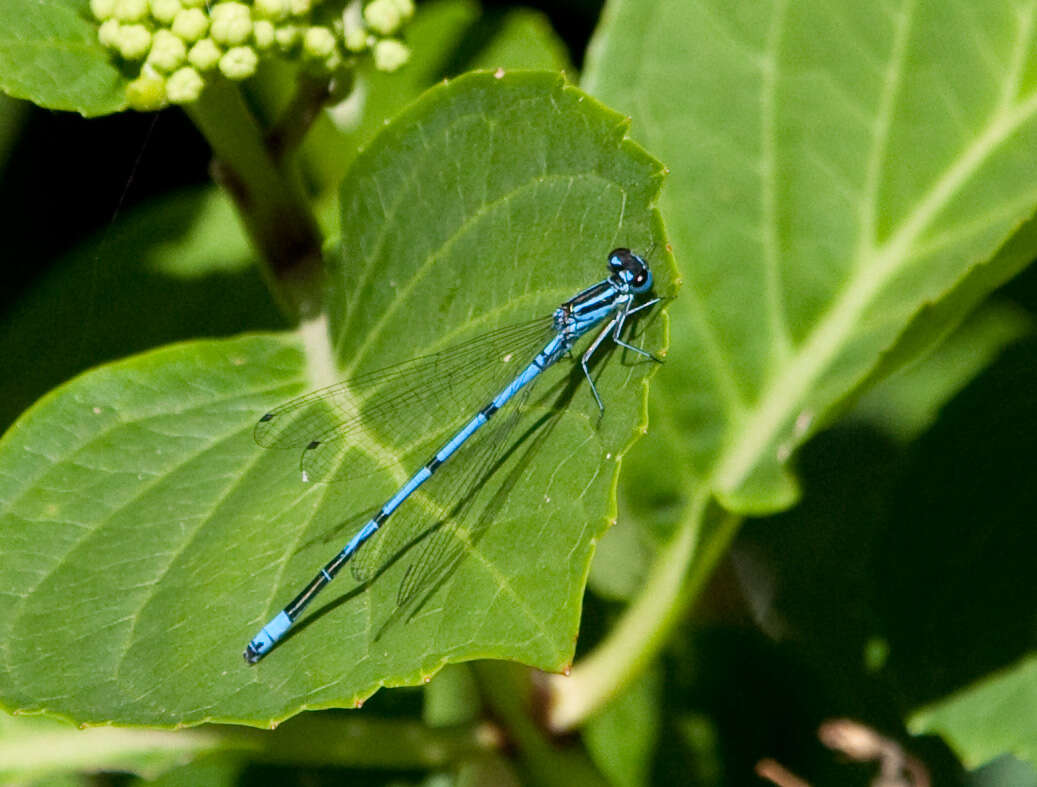 Imagem de Coenagrion puella (Linnaeus 1758)