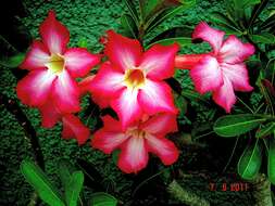 Image of desert rose